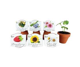 Buzzy 698942809012 Seeds Terracotta Mini Grow Pots 6-pack Indoor Gardening See... Fas