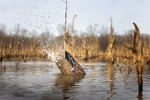 New Higdon Pulsator Pro Mallard Hen Motion Decoy/ The Best Just Got Better!!. Fixed Price $134.99.