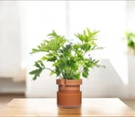 Buzzy Self Watering Philodendron Grow Kit Indoor Houseplant Terracotta Pot New. Fixed Price $12.10.
