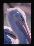 Kodachrome Close Up Of Pelican Head Detail James Hammack,. Fixed Price $7.50.