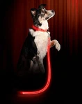 Ruff Life Led Dog Leash And Light Up Collar Value Pack-us Stock. Fixed Price $19.99.