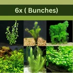 Low Light Aquarium Bundle Live Plants Buy 2 Get 1 Free. Fixed Price $42.49.